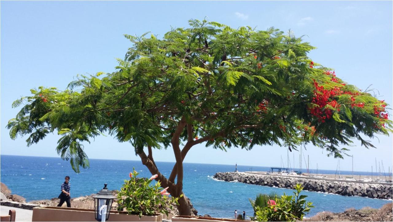 431 - Edif Aguamarina - Vacation Rental Home In The Coast Line Of Golf Del Sur 산미겔데아보나 외부 사진
